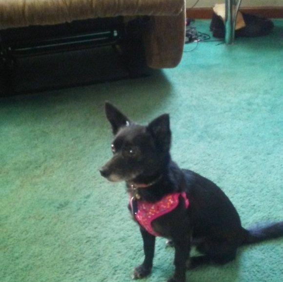 Meet your Posher, RaeAnn! - Picture 5 of 7